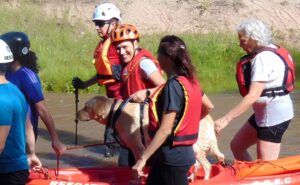 brigada-acuatica-veterinaria